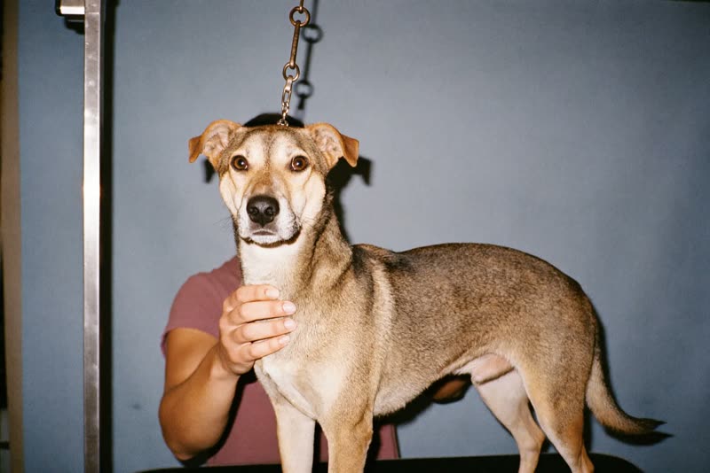 A dog standing calmly on a grooming table, held steady by a groomer's hands