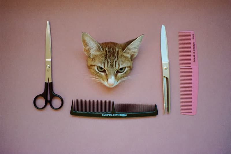 Grooming tools laid out: scissors, brush, comb and clippers