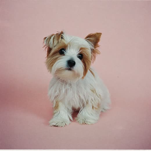 A small terrier freshly groomed and fluffed dry