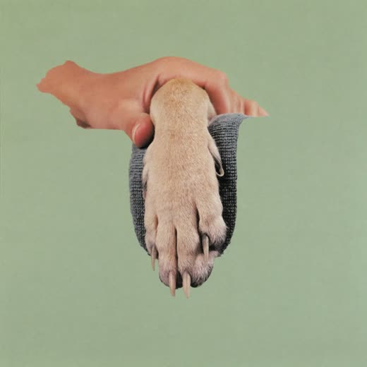 A dog's paw with freshly clipped nails held in a groomer's hand