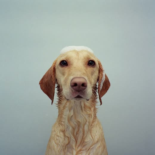 A dog mid-bath with soft suds in its coat