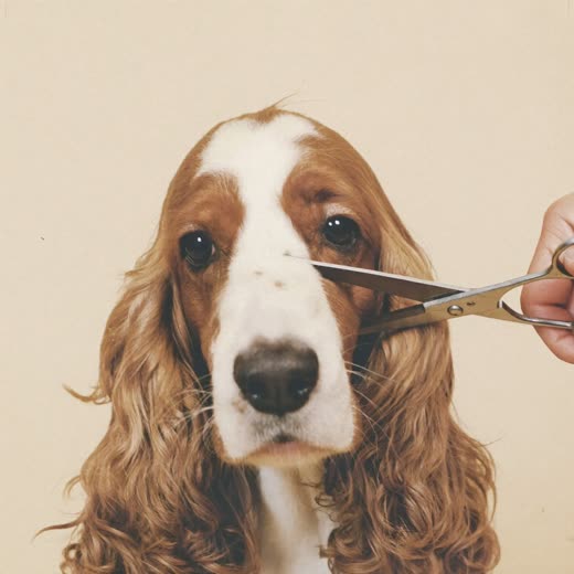 A spaniel with a neatly trimmed face and ears